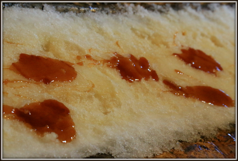 Maple Syrup 농장 199.JPG