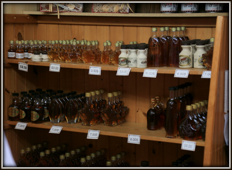 Maple Syrup 농장 250.JPG